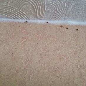 Выведение тараканов в квартире цена Казань