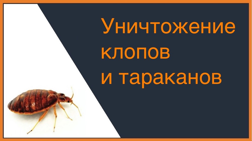 Уничтожение клопов и тараканов в Казани