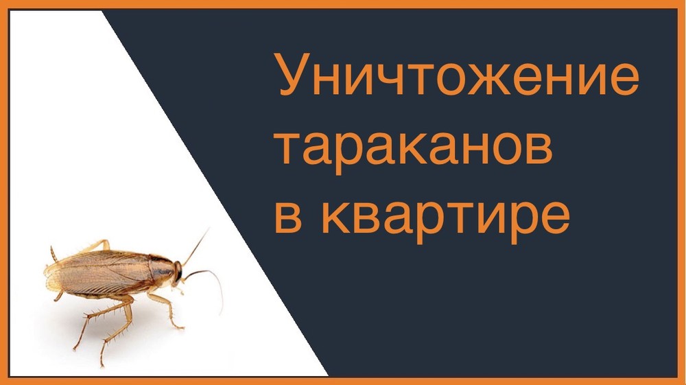 Уничтожение тараканов в квартире в Казани