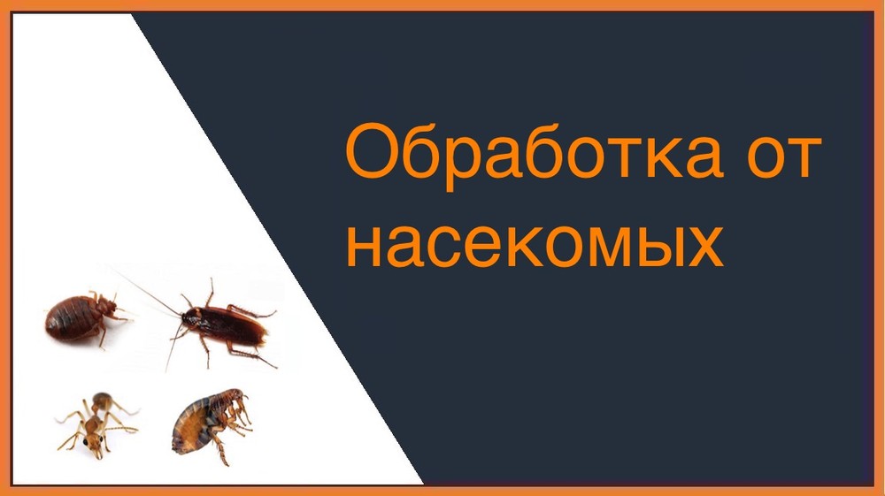 Обработка от насекомых в Казани