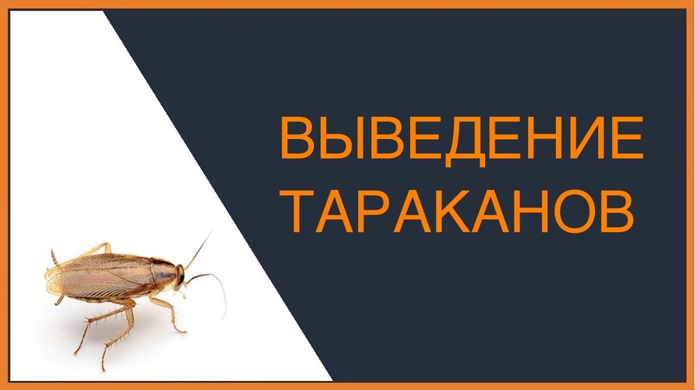 Выведение тараканов в Казани