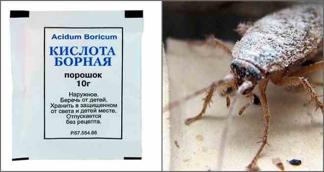 Борная кислота от тараканов – отзывы в Казани