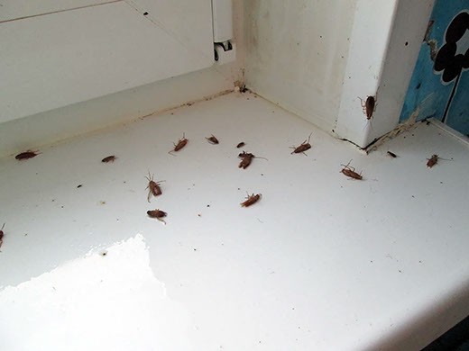 Дезинфекция от тараканов в Казани – цены