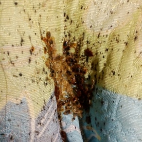 Уничтожение насекомых в Казани (гостинка)