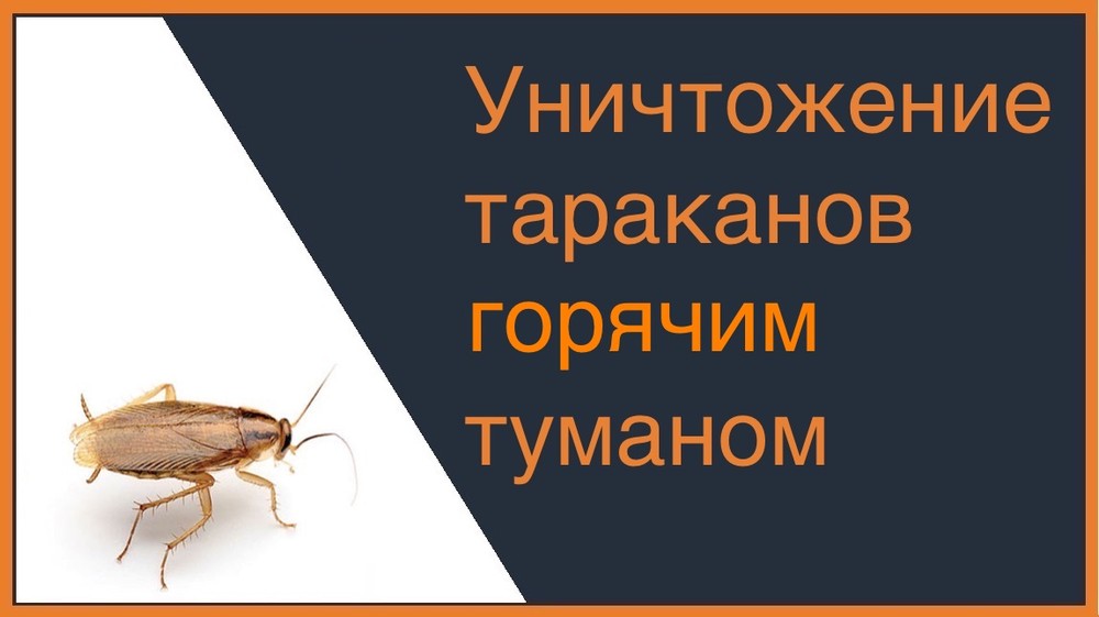 Уничтожение тараканов горячим туманом в Казани