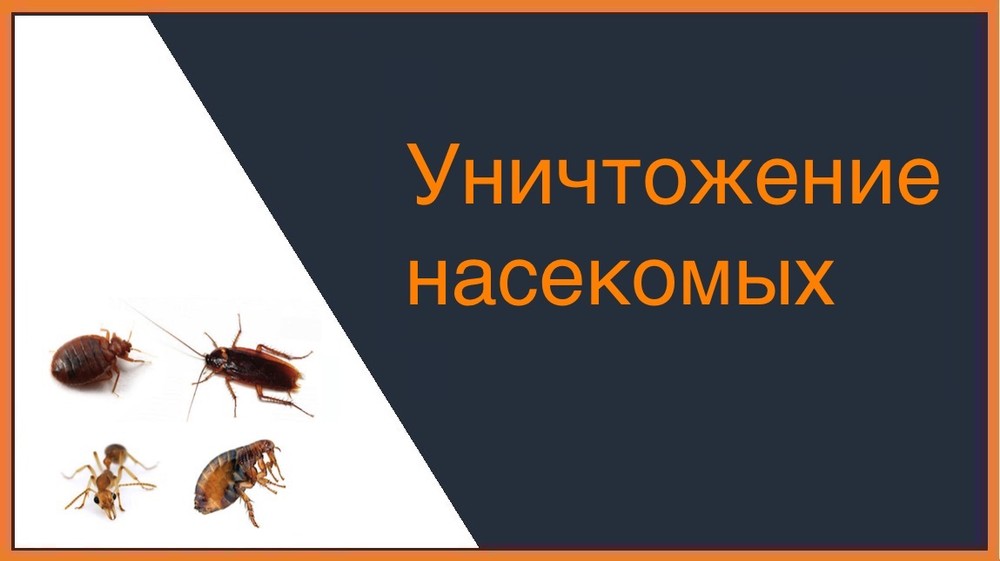 Уничтожение насекомых в Казани