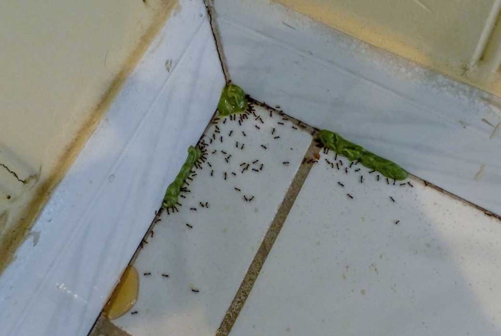 Обработка от муравьев в Казани