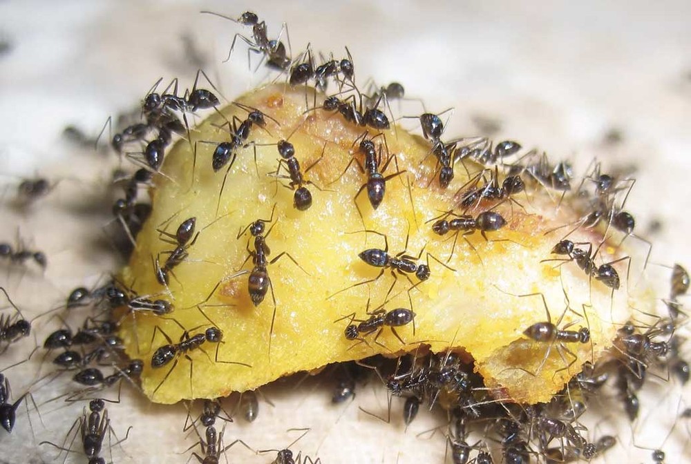 Уничтожение муравьев в квартире в Казани